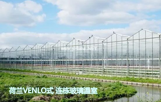 荷兰Venlo式连栋玻璃温室