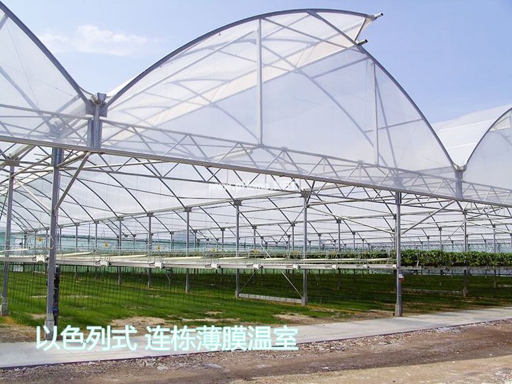 以色列式连栋薄膜温室