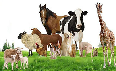 木质素—饲料粘合剂（天然、好用、价格低）