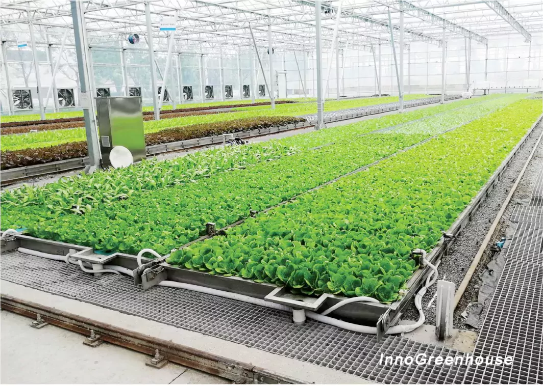 soilless cultivation facility cases for greenhouses