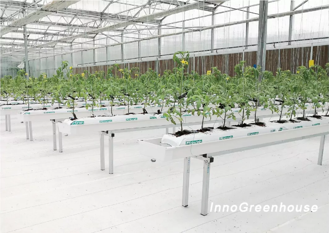 Coconut coir growbags cultivation of solanaceous vegetables