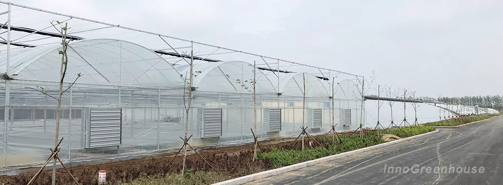  Standard Multi-Span Plastic Film Greenhouse
