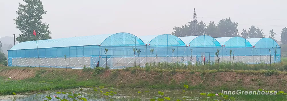 Basic Multi-Span Plastic Film Greenhouse