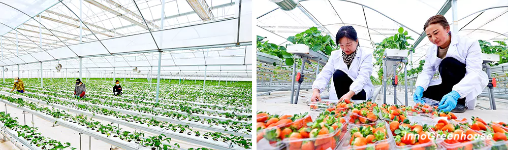 Multi-Span Plastic Film Greenhouse