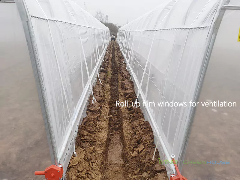 The greenhouse is equipped with roll-up film windows for ventilation