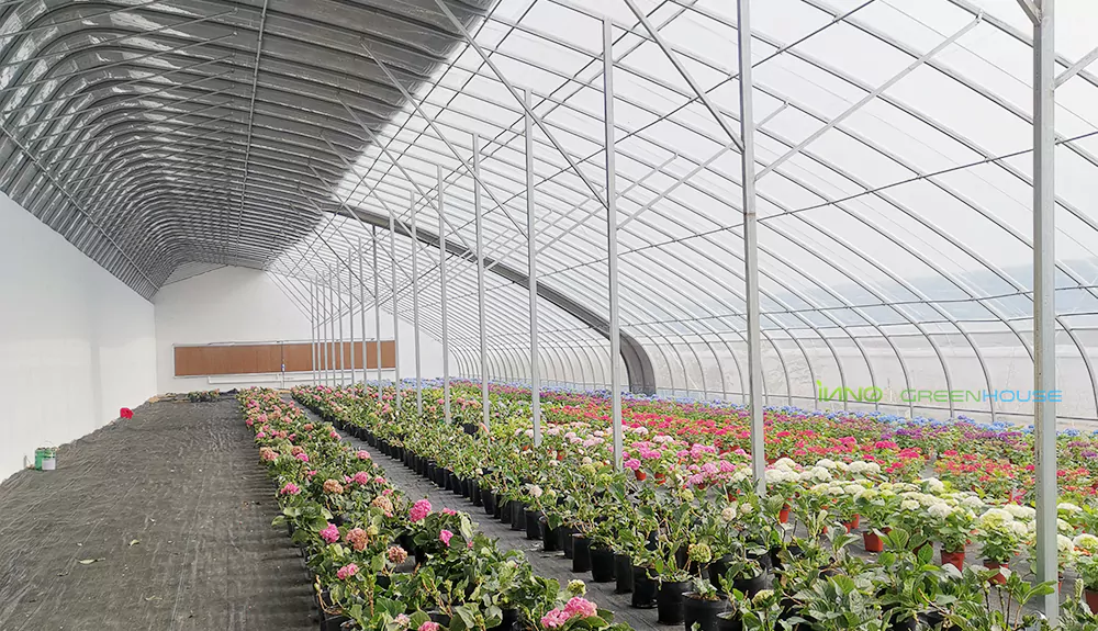 Inside the energy-saving plastic solar greenhouse