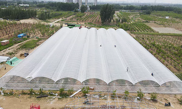 Simple Multi-span Plastic Film Greenhouse - Multiple Benefits