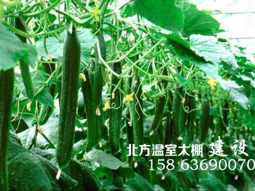 日光温室大棚中生长的黄瓜