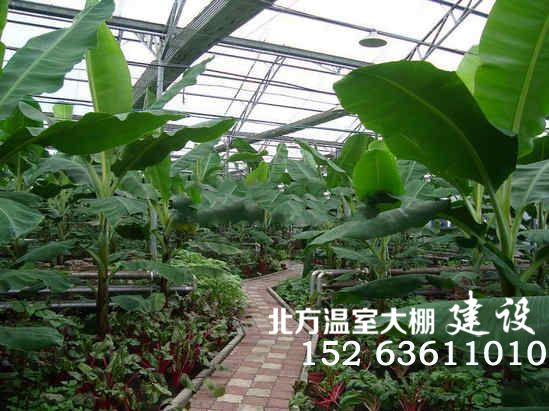 温室内种植的香蕉树