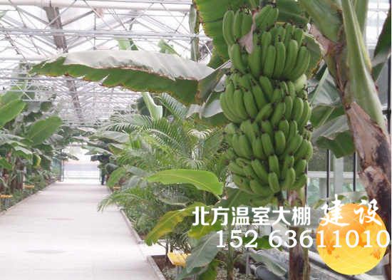 温室内的香蕉树