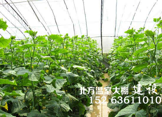 蔬菜温室大棚
