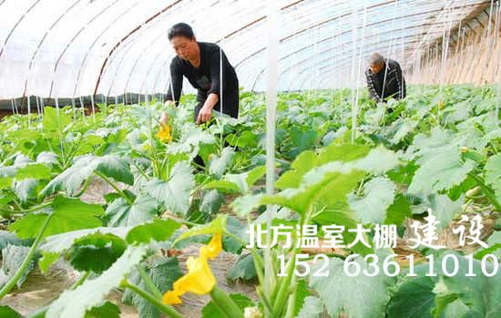 山西蔬菜大棚生产