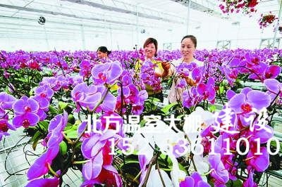 温室大棚内的仙客来