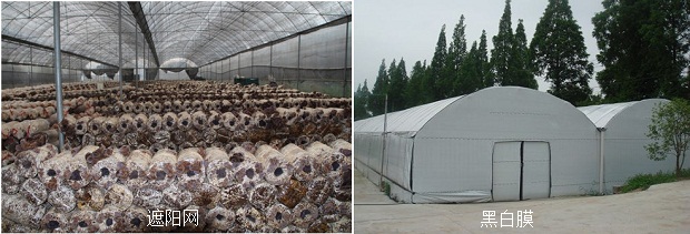 食用菌大棚遮阳降温方法